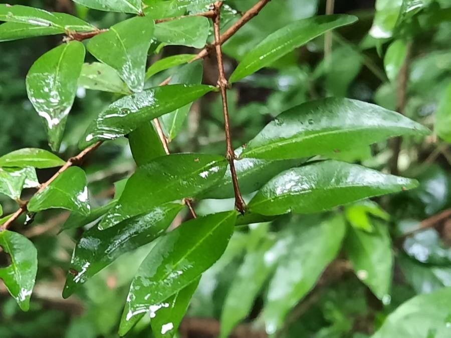 Eugenia monticola — search result for 'Eugenia'