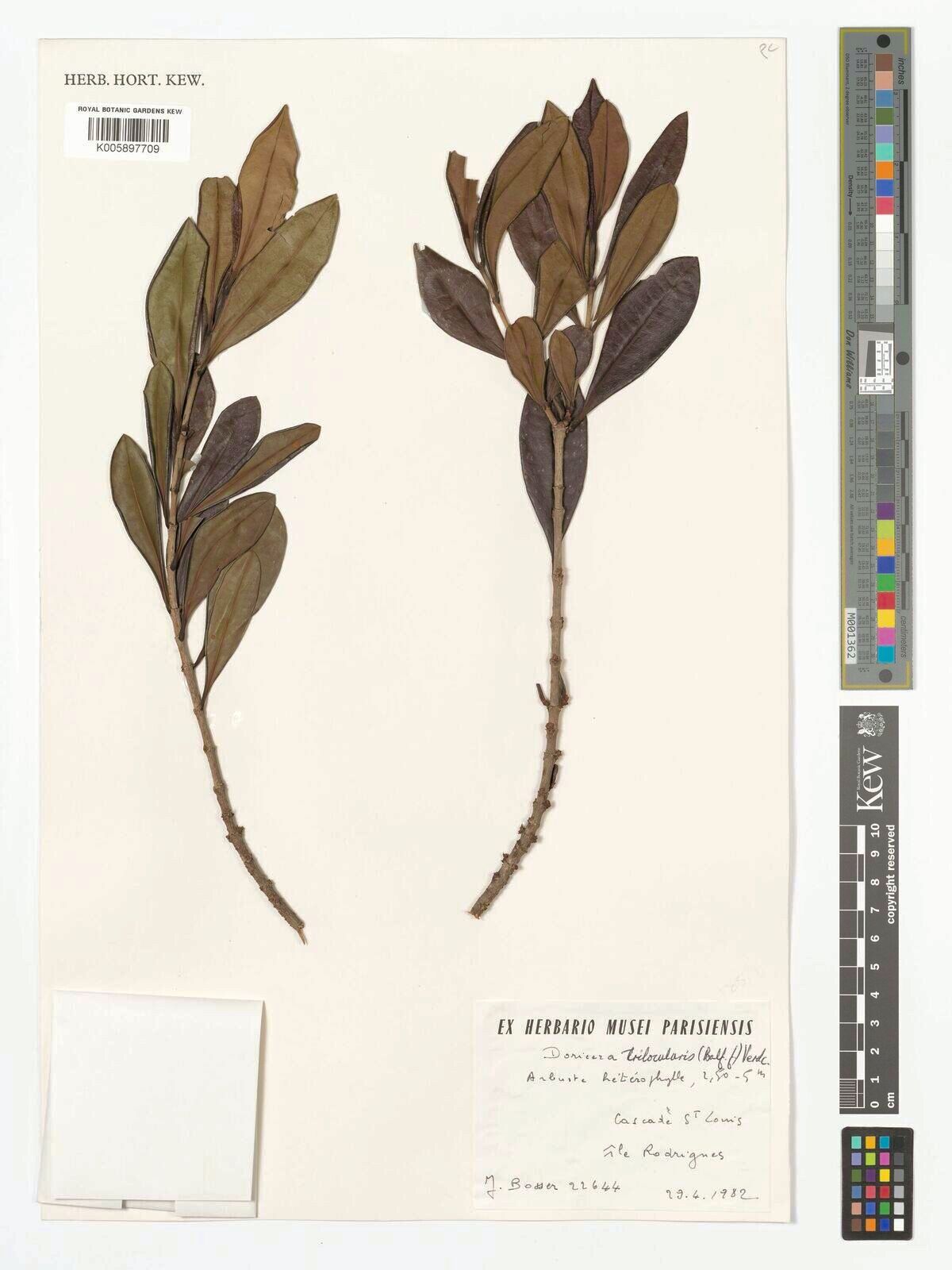 Ixora trilocularis — search result for 'Ixora'