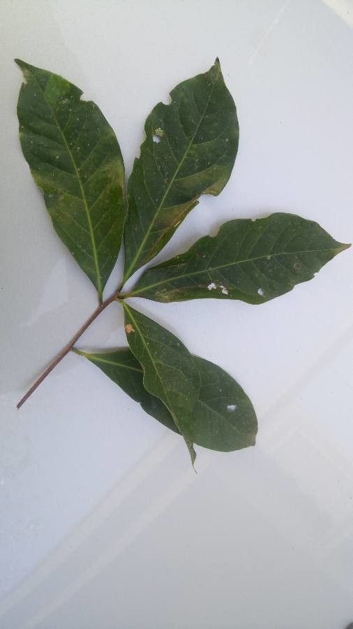 Ocotea odorifera — search result for 'Lauraceae'