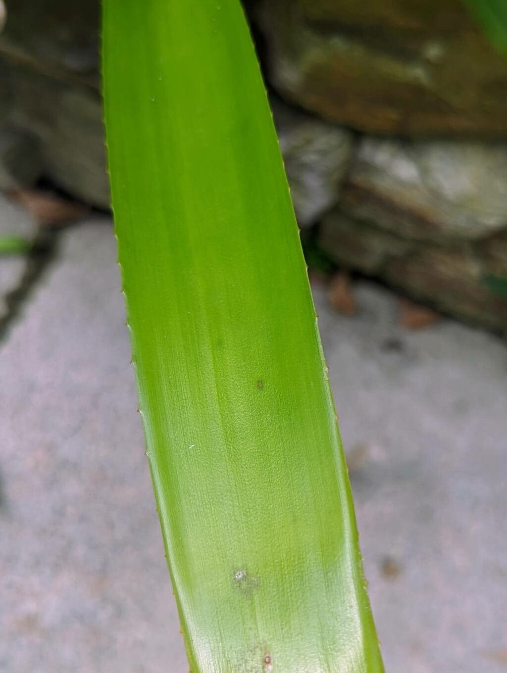 Portea petropolitana leaf