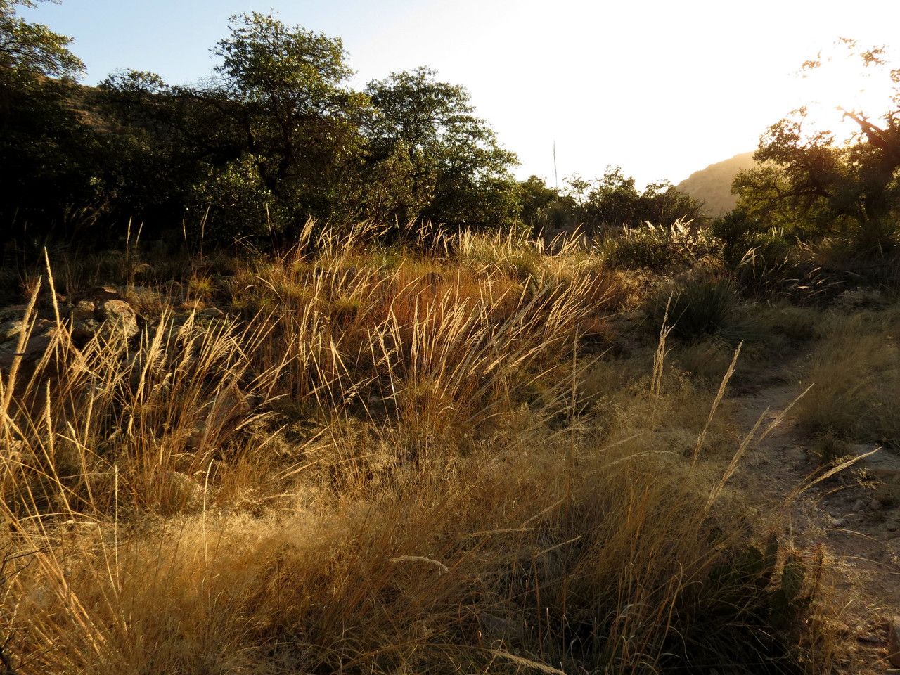 Muhlenbergia rigens habit
