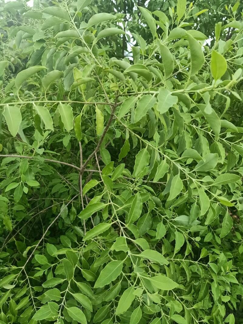 Putranjiva roxburghii — houseplant care guide