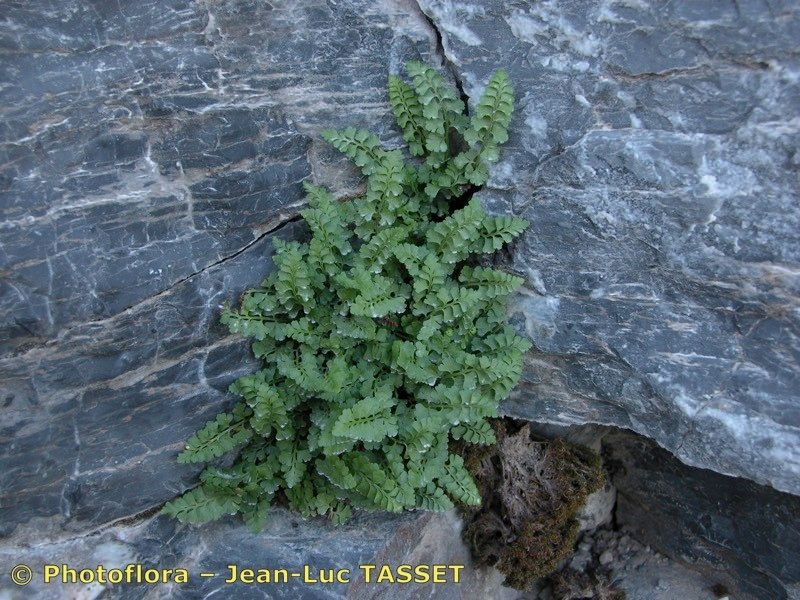 Asplenium x lessinense habit