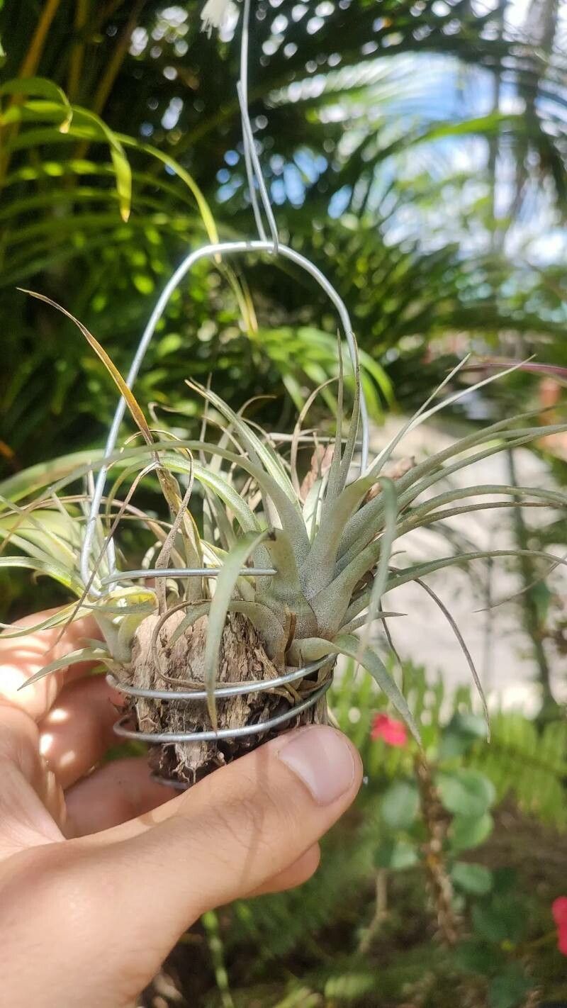 Tillandsia chontalensis — search result for 'Vriesea'