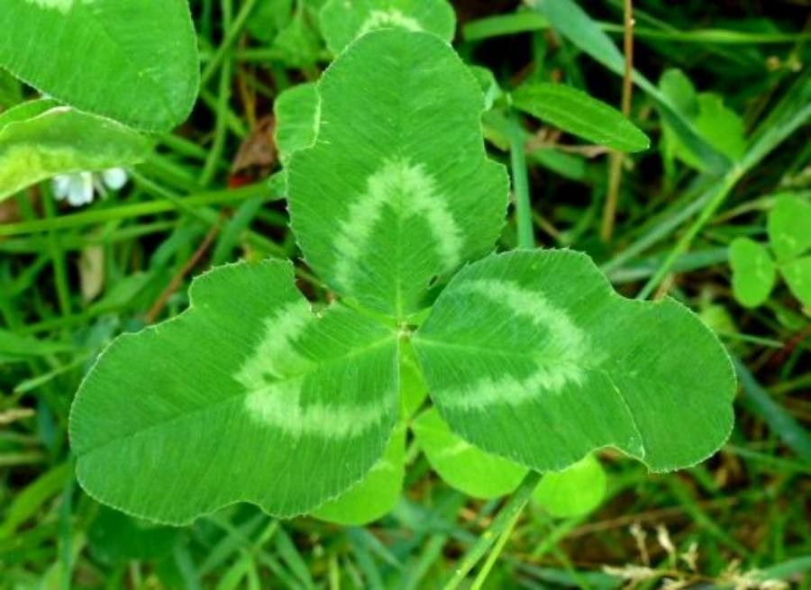 Trifolium nigrescens leaf