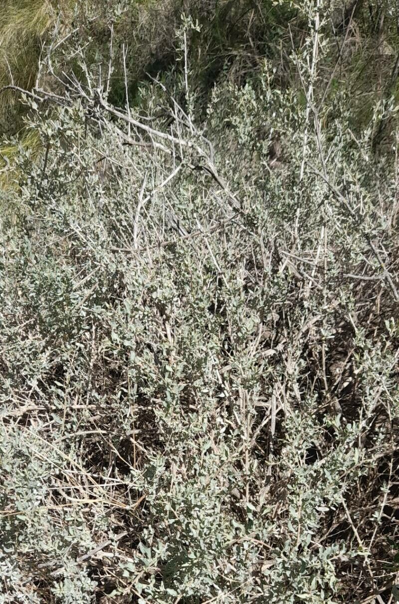 Atriplex undulata habit