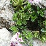 Petrocallis pyrenaica