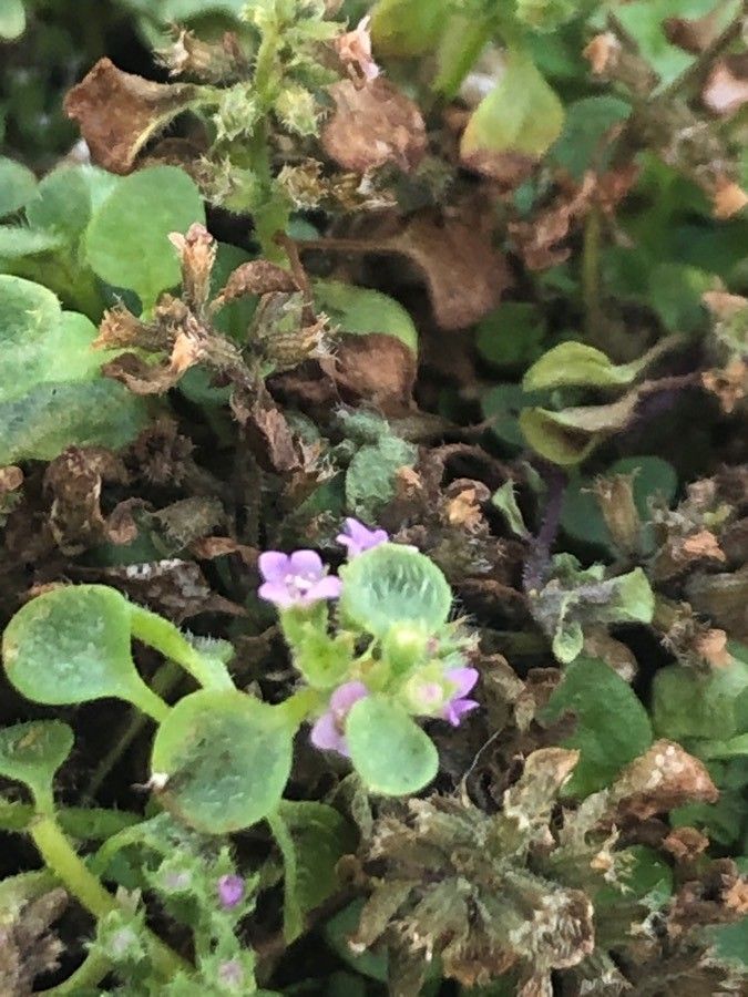 Mentha requienii flower