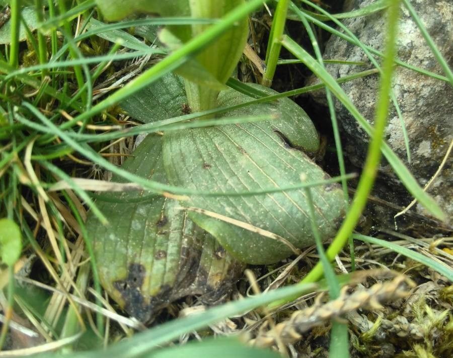 Ophrys sicula — search result for 'Ophrys'