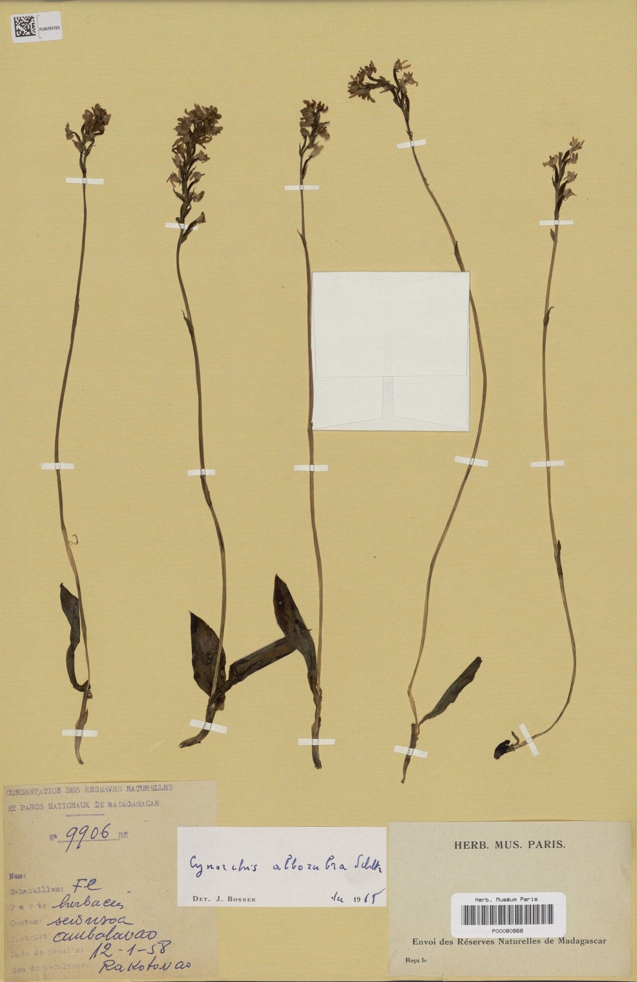 Cynorkis alborubra — related species from the same genus