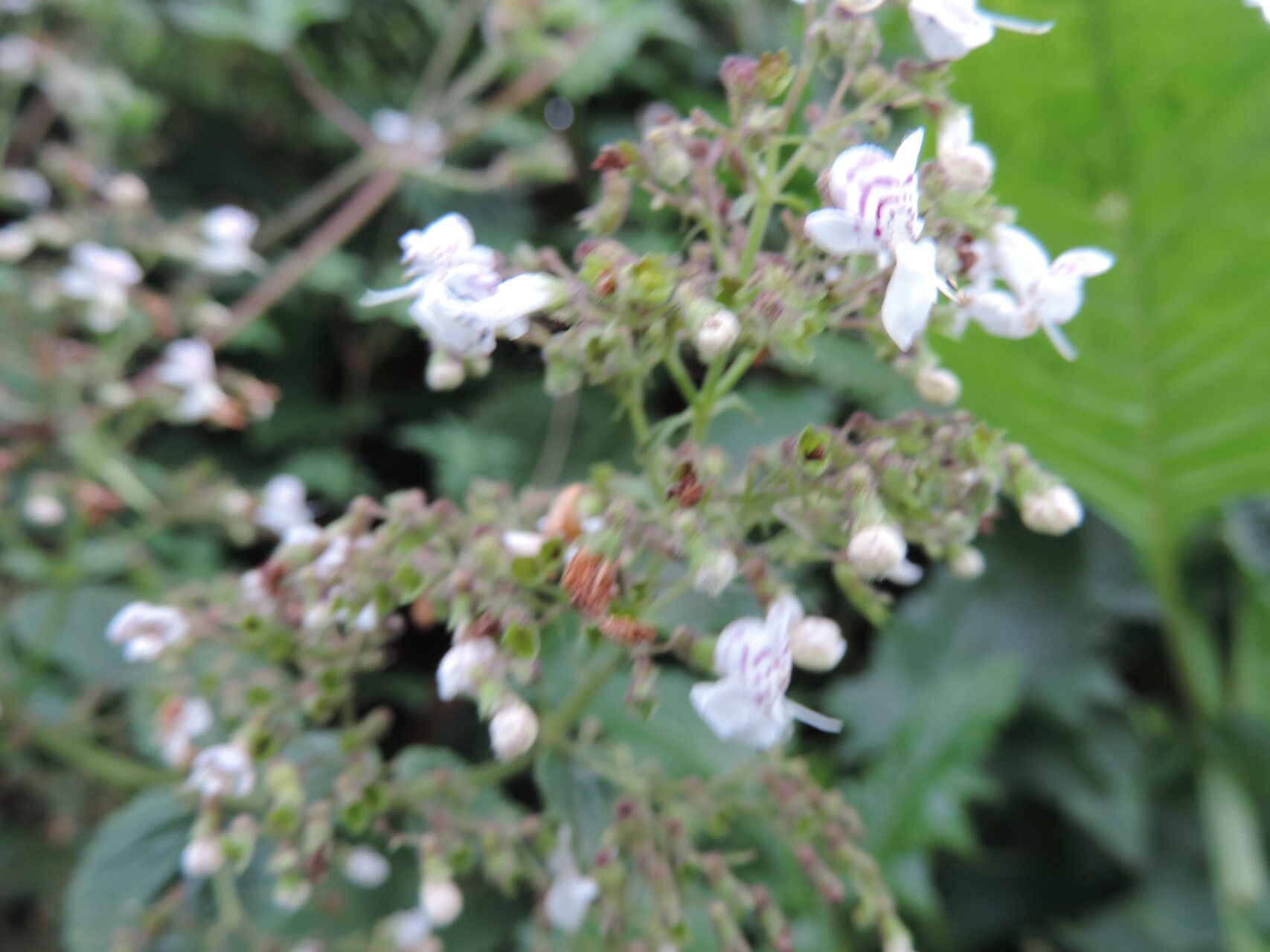 Isodon ramosissimus — houseplant care guide