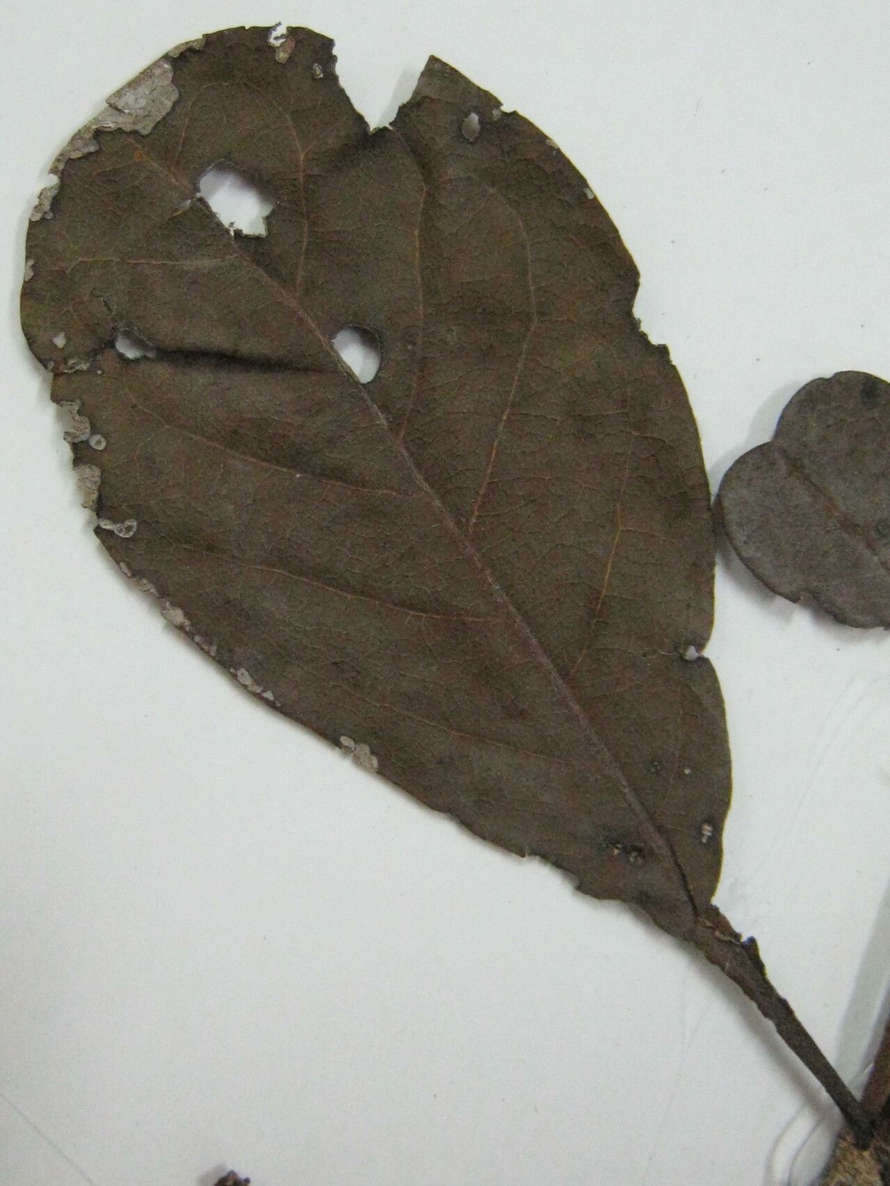 Terminalia viridiflora other