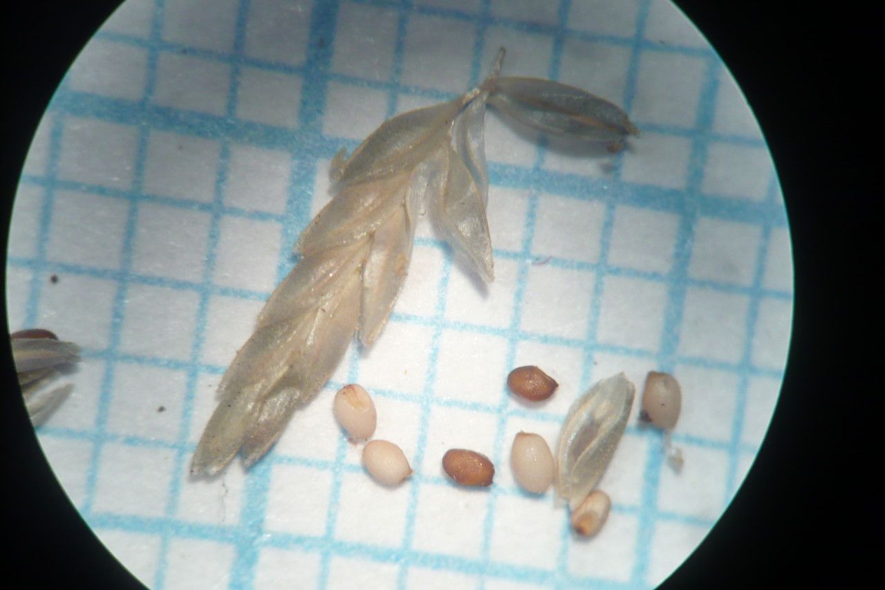 Eragrostis pectinacea fruit