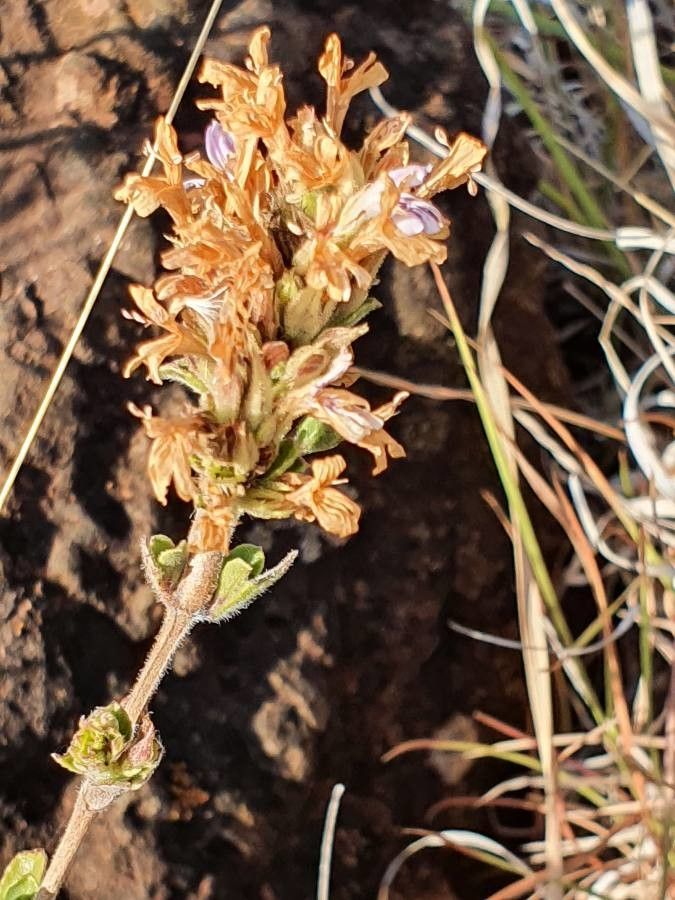 Dyschoriste hildebrandtii fruit