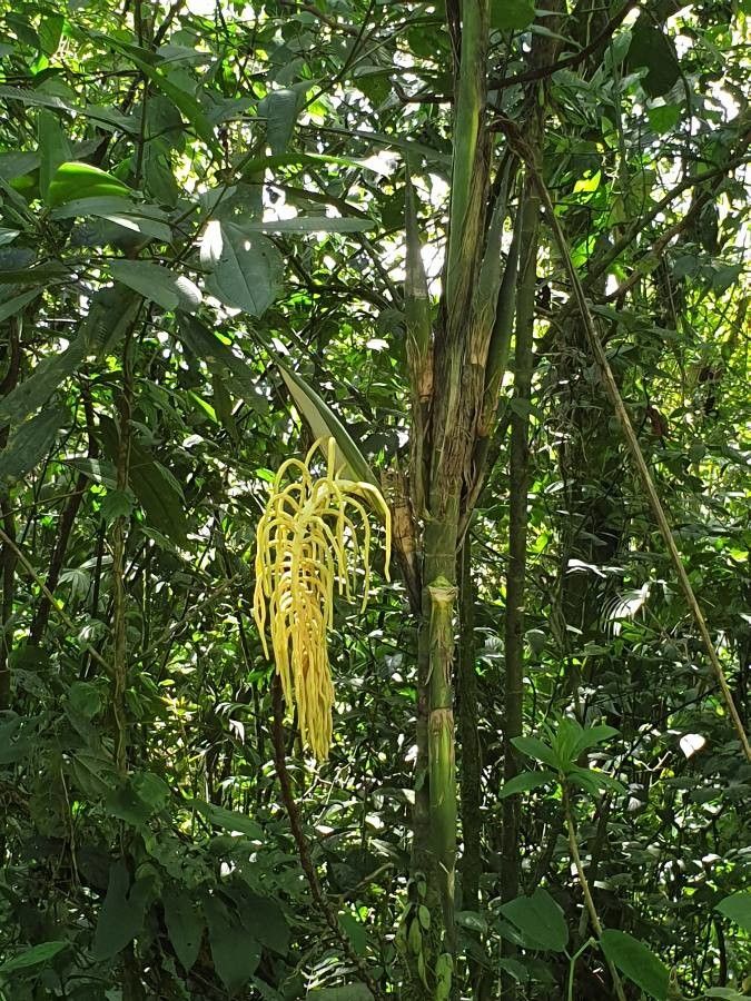 Chamaedorea costaricana fruit