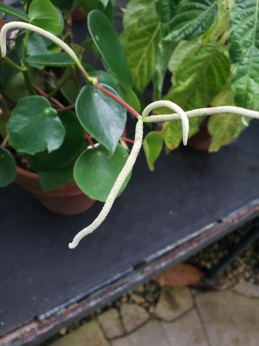 Peperomia polymorpha flower