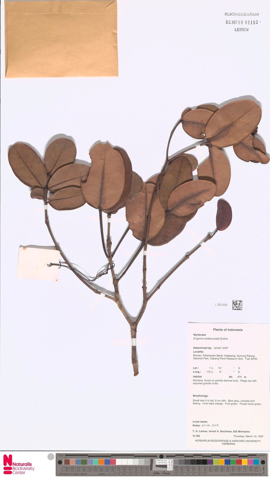 Syzygium subdecussatum — houseplant care guide