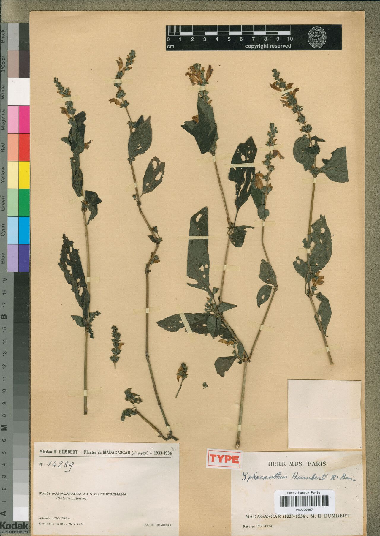 Sphacanthus humbertii — related species from the same genus