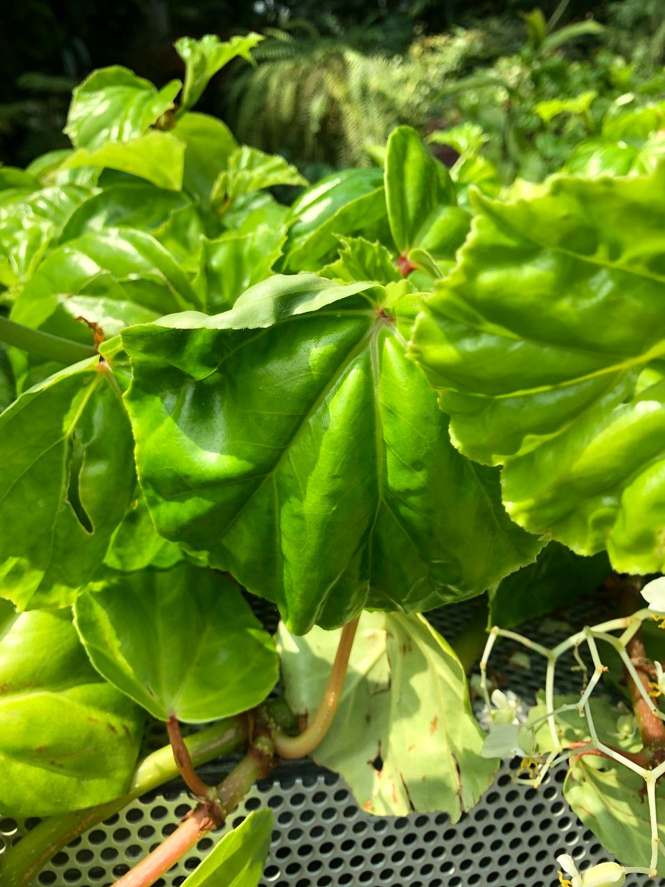 Begonia convolvulacea fruit