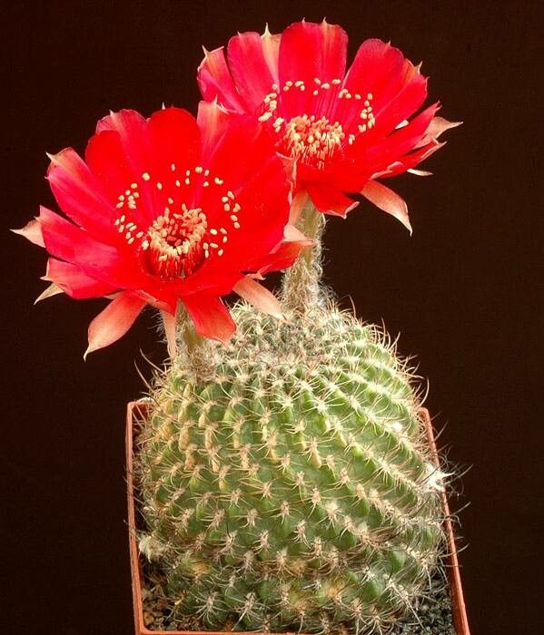 Lobivia cinnabarina habit