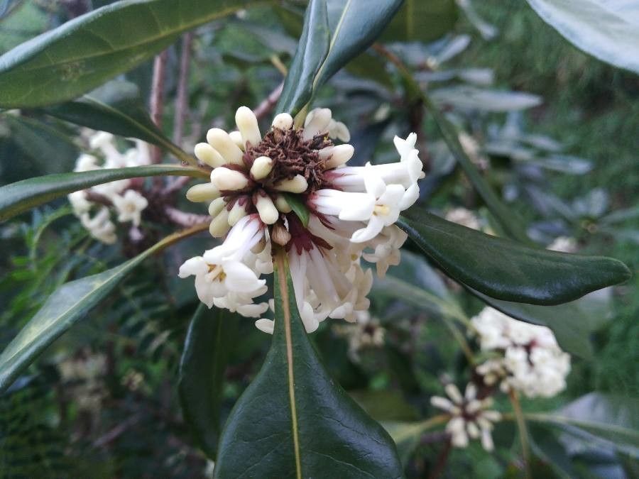 Pittosporum cherrieri flower