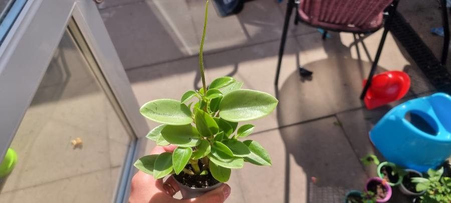Peperomia scandens flower