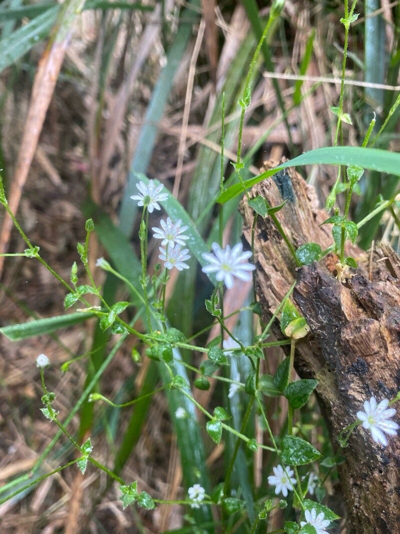 Stellaria flaccida — search result for 'Stellaria'