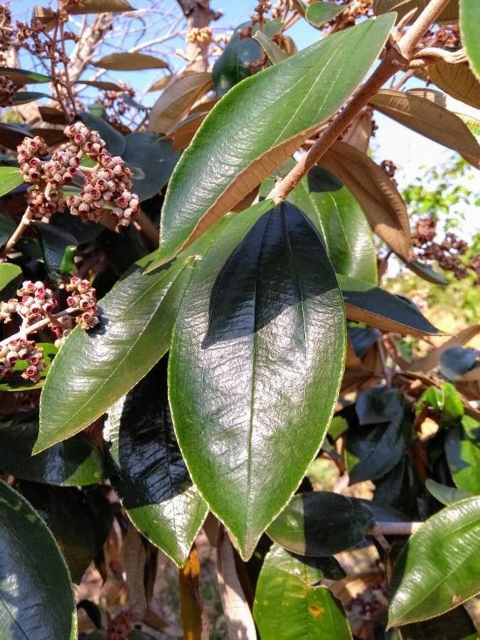 Miconia albicans leaf
