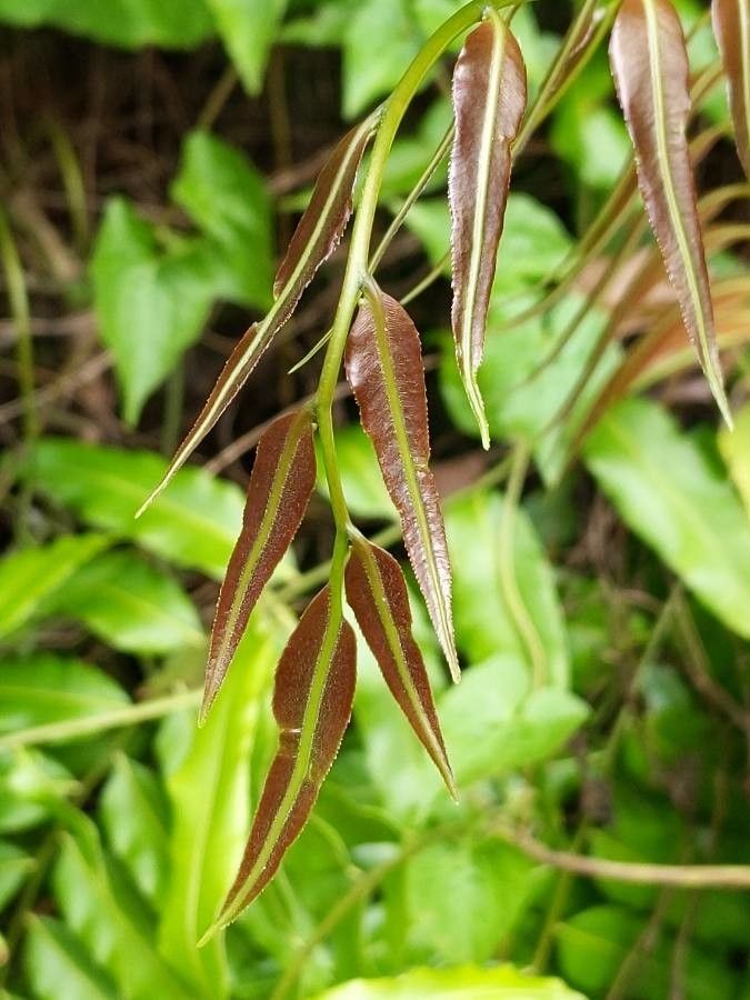 Stenochlaena palustris — houseplant care guide