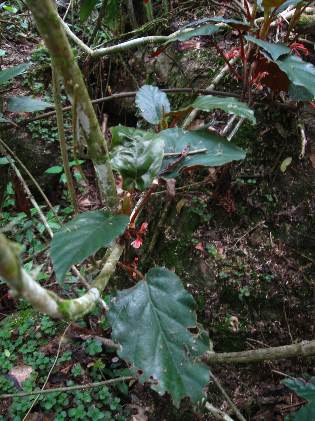 Begonia mannii — houseplant care guide