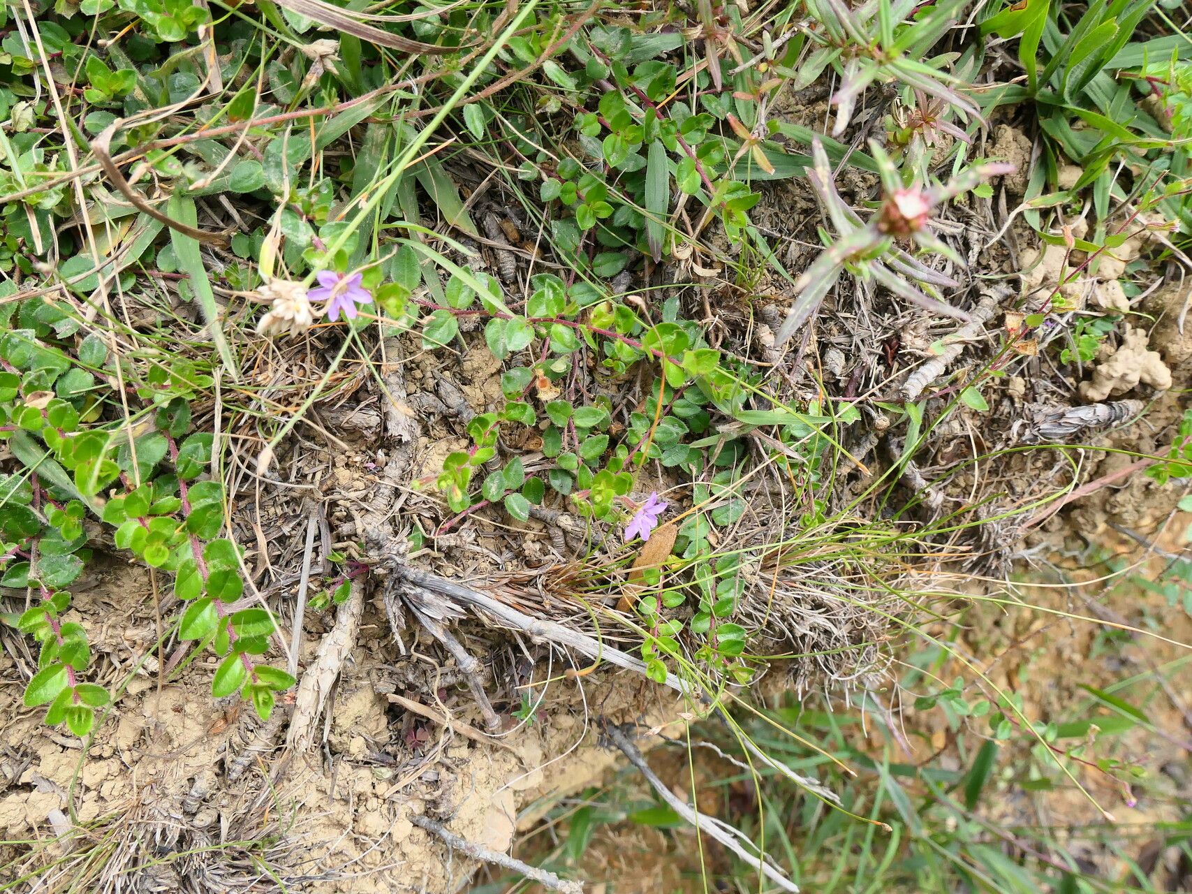 Cuphea ciliata habit