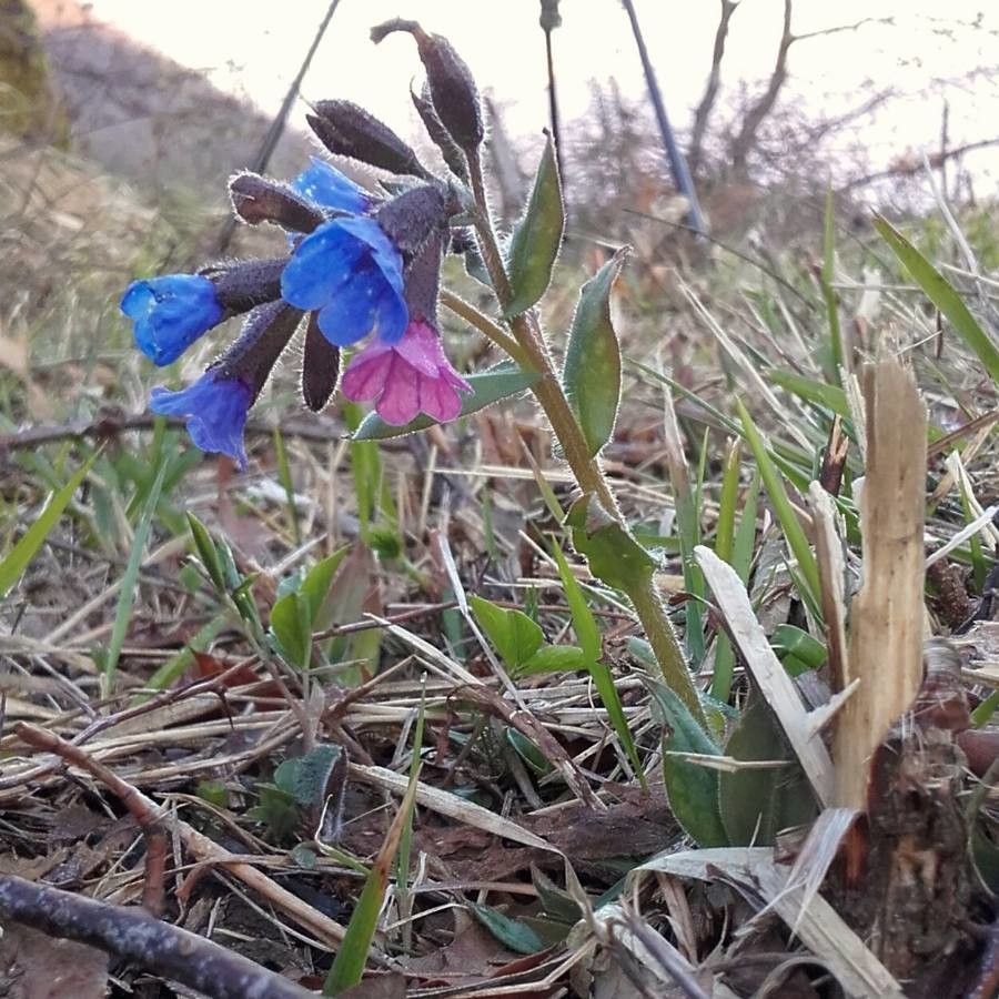 Pulmonaria montana flower