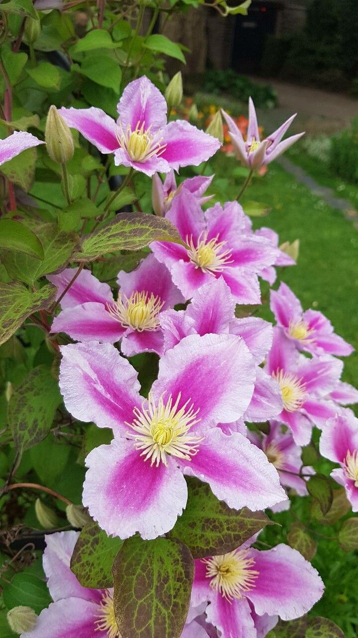 Clematis lanuginosa habit