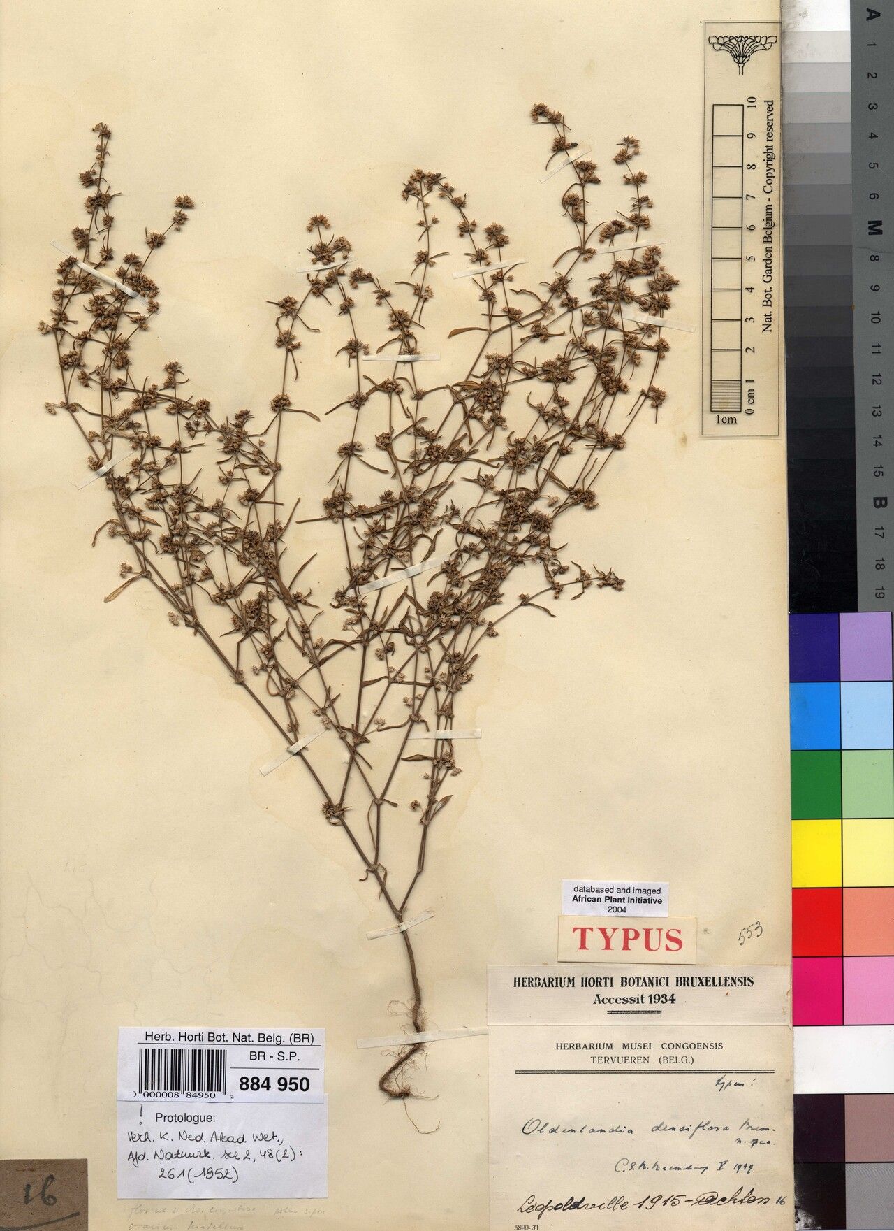 Oldenlandia densiflora — related species from the same genus