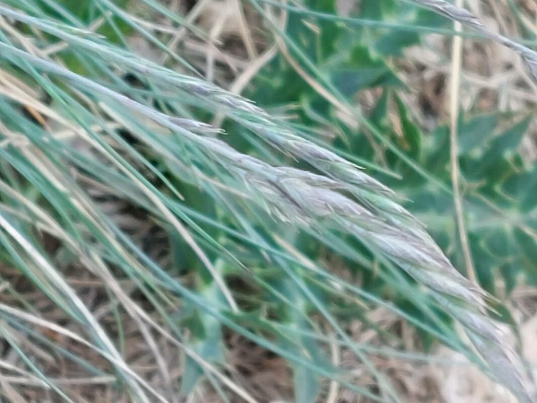 Festuca marginata flower