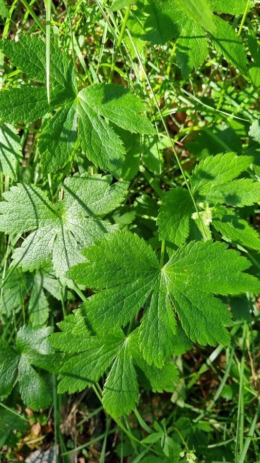 Astrantia carniolica leaf