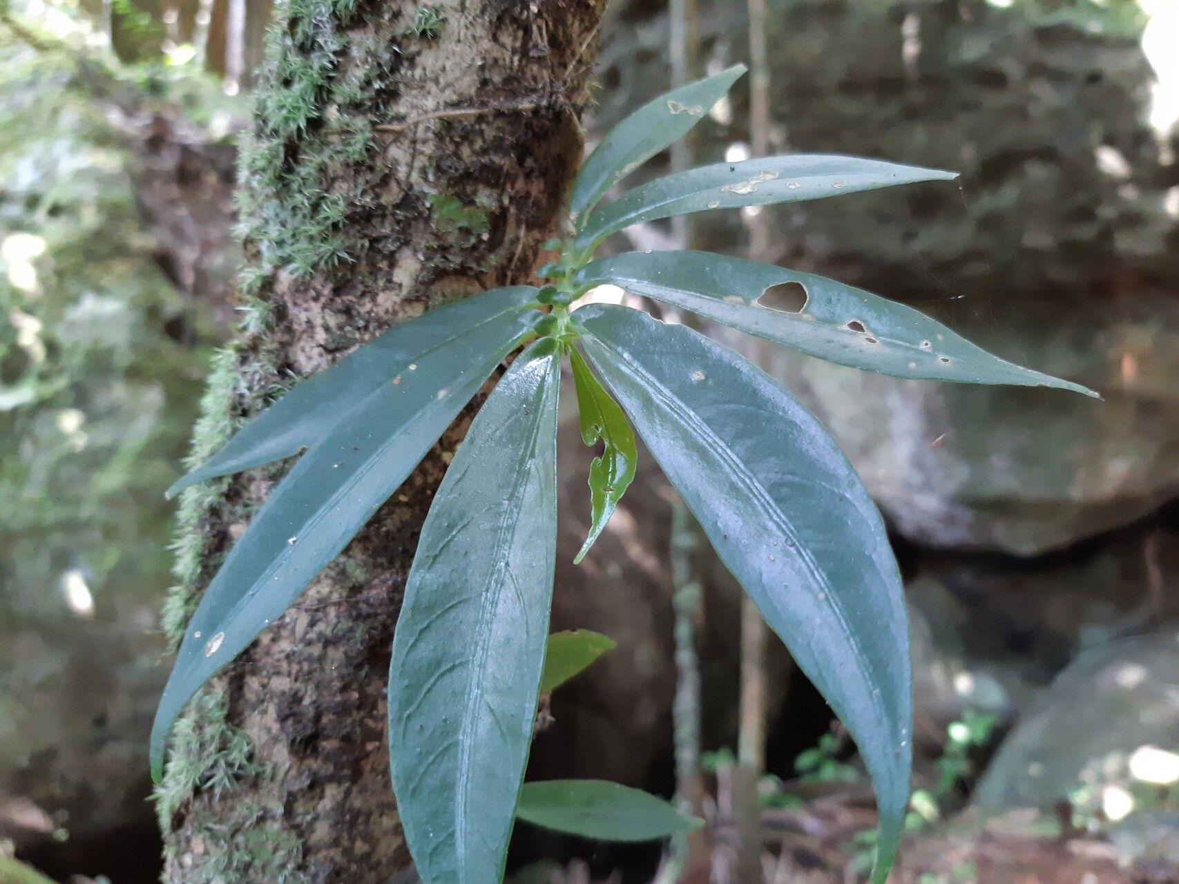 Procris insularis leaf