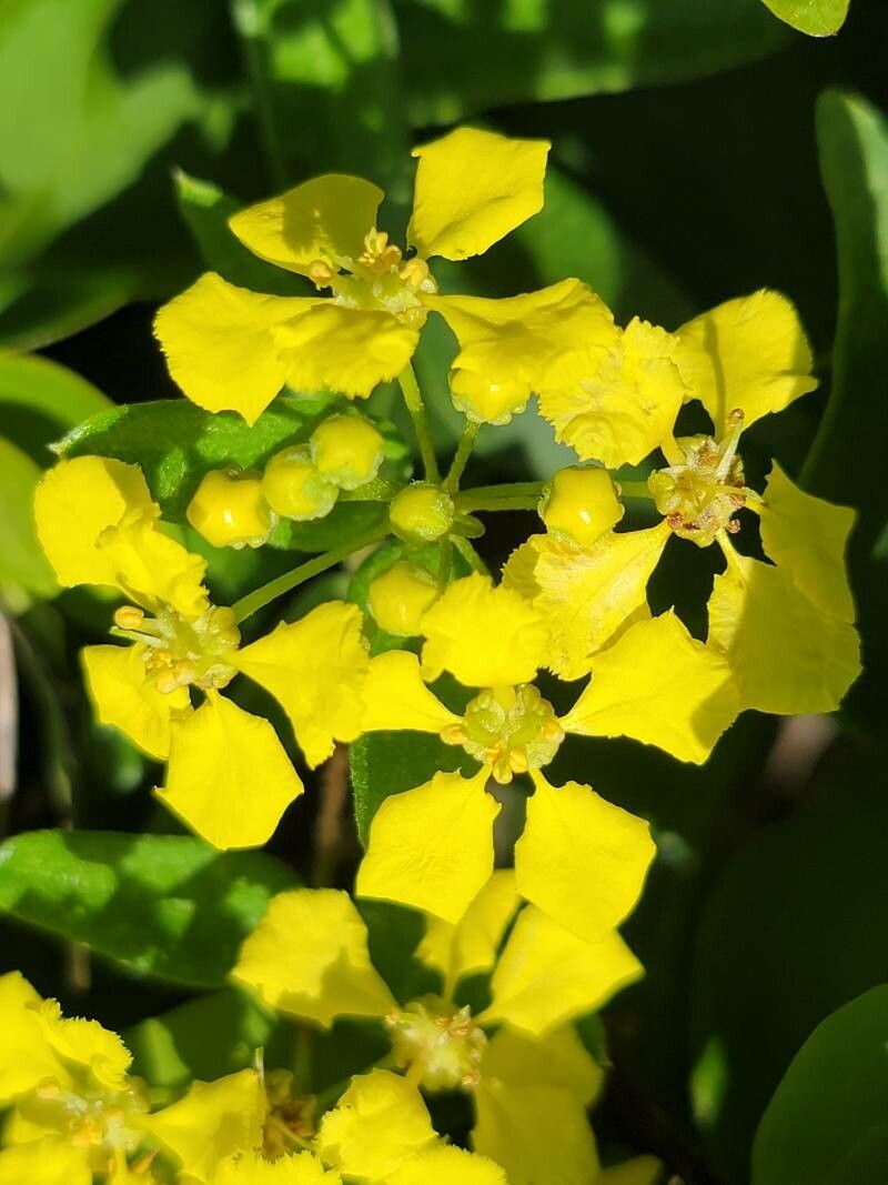 Stigmaphyllon diversifolium flower
