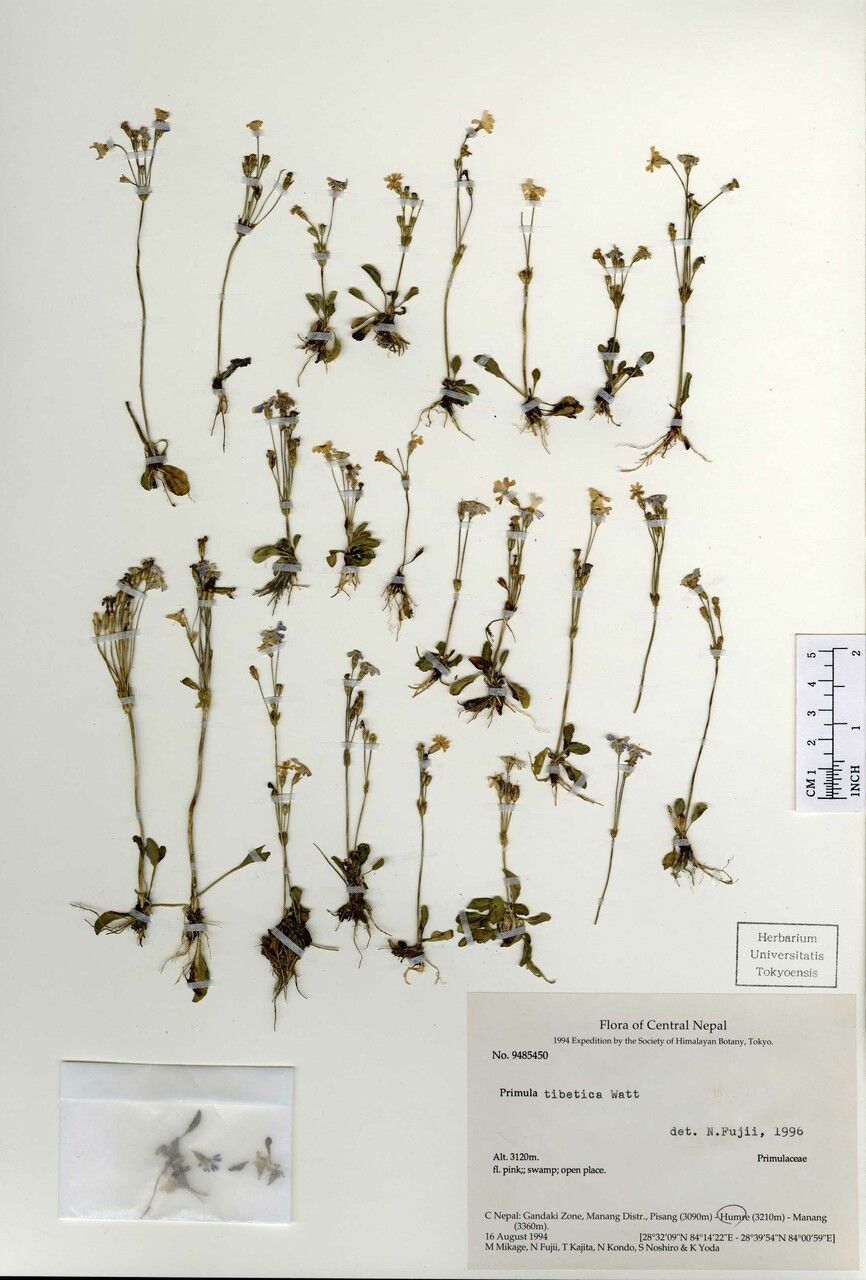 Primula tibetica — houseplant care guide