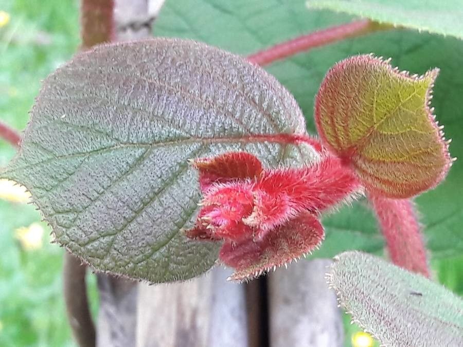 Actinidia chinensis leaf