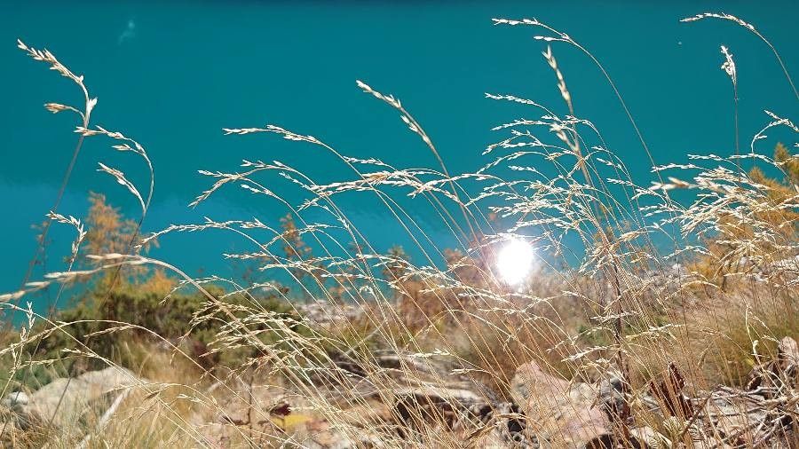 Poa palustris flower
