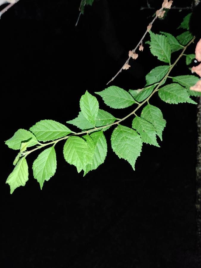 Prunus jacquemontii — houseplant care guide