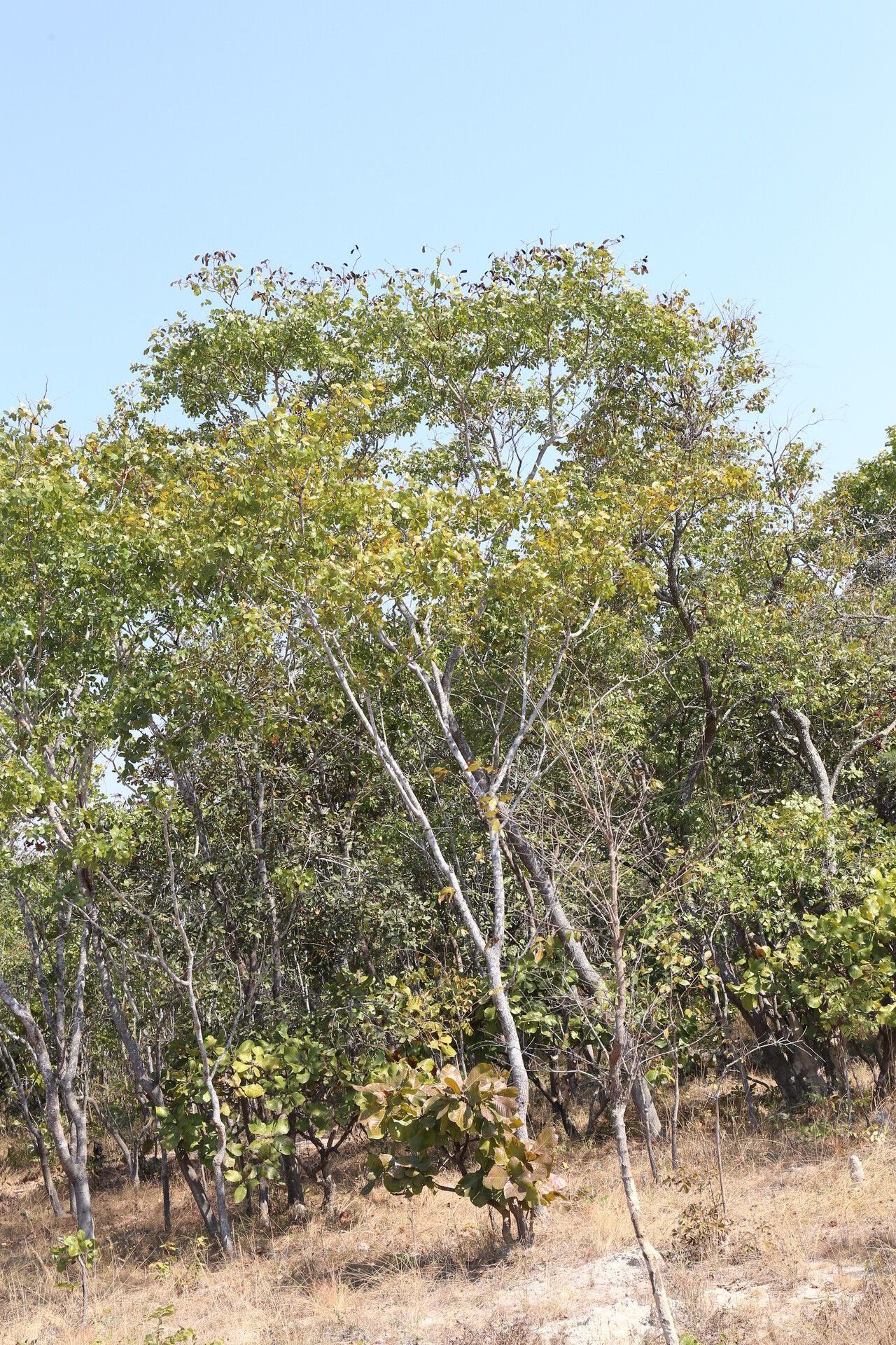 Julbernardia globiflora habit