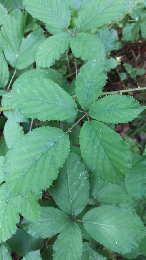 Rubus rudis — houseplant care guide