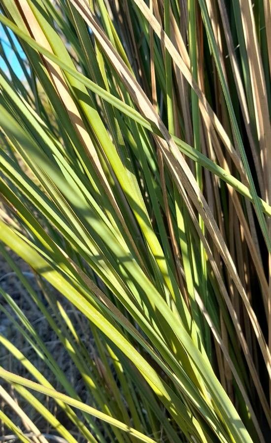 Panicum prionitis — houseplant care guide