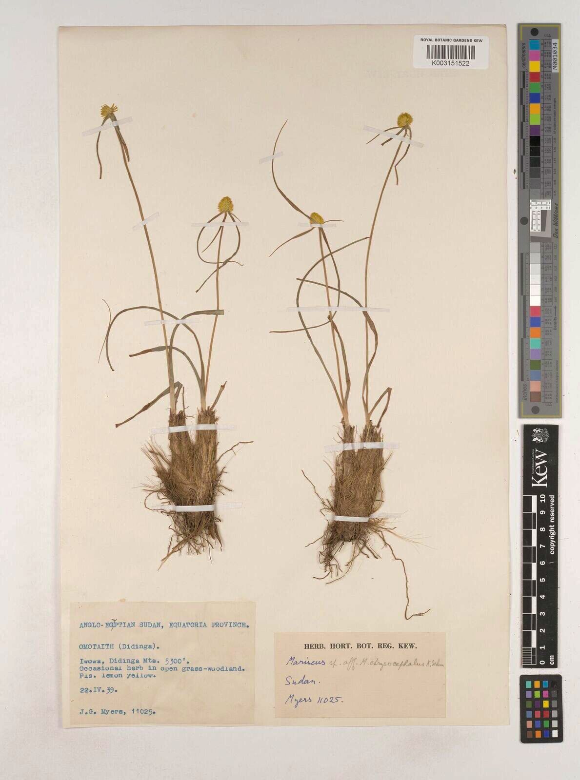 Cyperus remotus — houseplant care guide