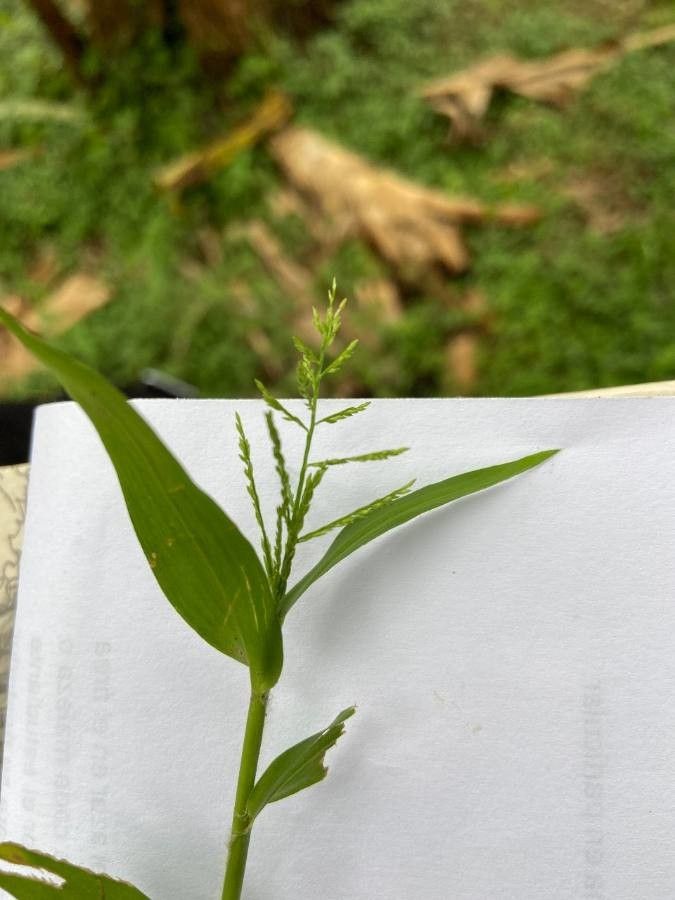 Panicum stoloniferum fruit