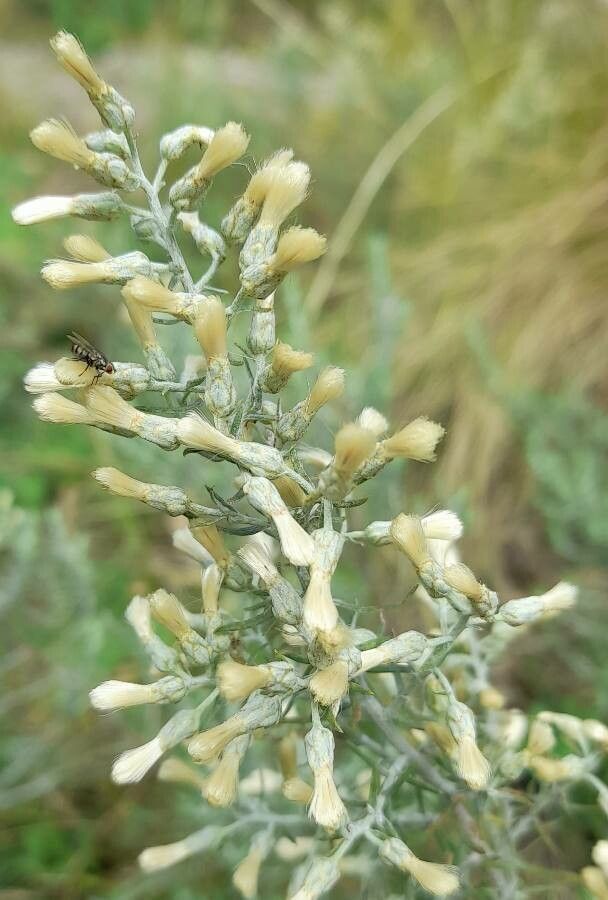 Baccharis artemisioides flower