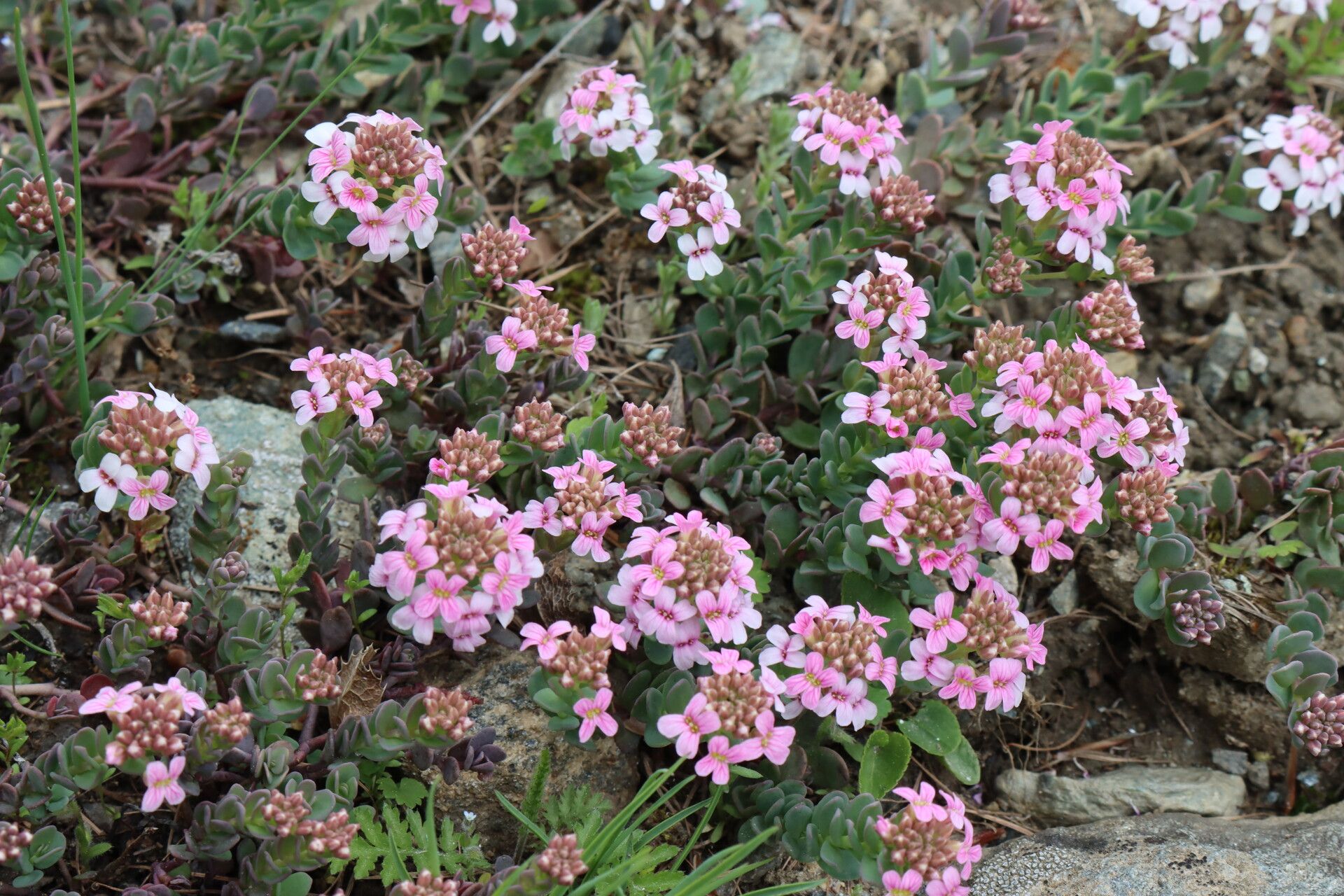 Aethionema thomasianum flower