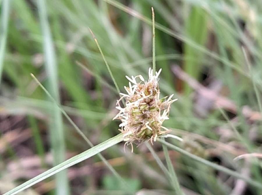 Carex sororia flower